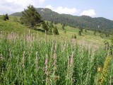 28. Zelengora